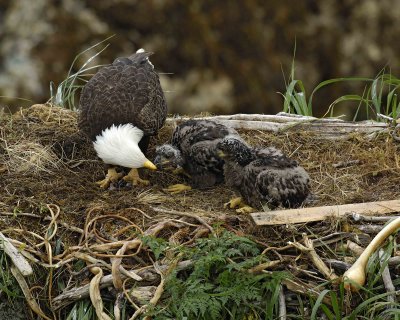 Eagle, Bald, Female feeding Eaglets Fish-071707-Summer Bay, Unalaska Island, AK-#0459.jpg