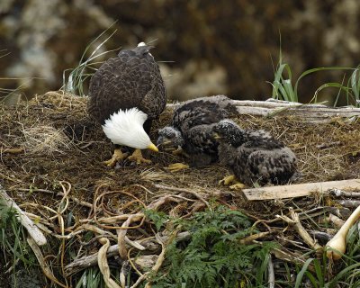 Eagle, Bald, Female feeding Eaglets Fish-071707-Summer Bay, Unalaska Island, AK-#0460.jpg
