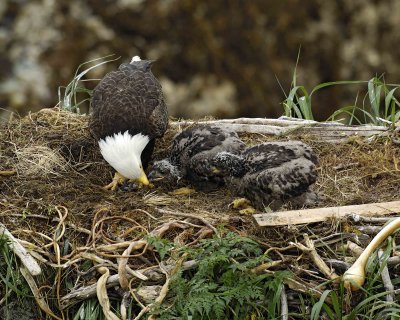 Eagle, Bald, Female feeding Eaglets Fish-071707-Summer Bay, Unalaska Island, AK-#0463.jpg
