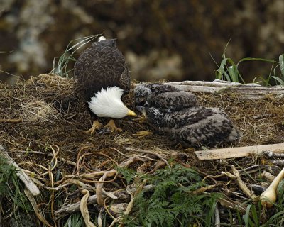 Eagle, Bald, Female feeding Eaglets Fish-071707-Summer Bay, Unalaska Island, AK-#0464.jpg