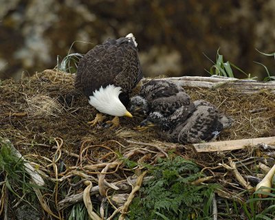 Eagle, Bald, Female feeding Eaglets Fish-071707-Summer Bay, Unalaska Island, AK-#0467.jpg