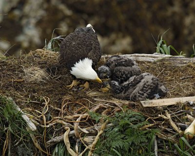 Eagle, Bald, Female feeding Eaglets Fish-071707-Summer Bay, Unalaska Island, AK-#0469.jpg