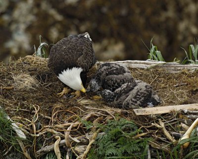 Eagle, Bald, Female feeding Eaglets Fish-071707-Summer Bay, Unalaska Island, AK-#0471.jpg