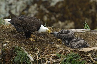 Eagle, Bald, Female feeding Eaglets Fish-071707-Summer Bay, Unalaska Island, AK-#0480.jpg