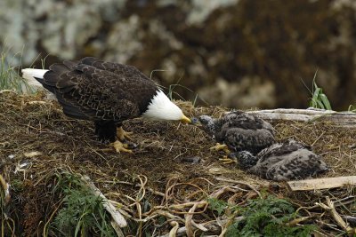 Eagle, Bald, Female feeding Eaglets Fish-071707-Summer Bay, Unalaska Island, AK-#0482.jpg