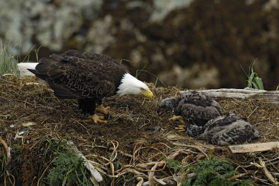 Eagle, Bald, Female feeding Eaglets Fish-071707-Summer Bay, Unalaska Island, AK-#0489.jpg