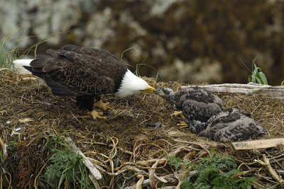 Eagle, Bald, Female feeding Eaglets Fish-071707-Summer Bay, Unalaska Island, AK-#0491.jpg