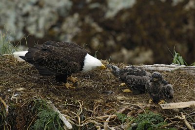 Eagle, Bald, Female feeding Eaglets Fish-071707-Summer Bay, Unalaska Island, AK-#0495.jpg