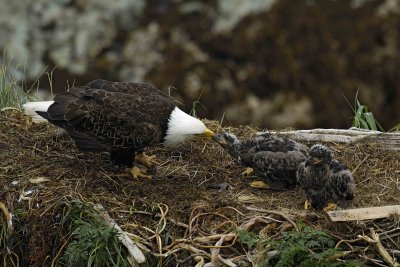 Eagle, Bald, Female feeding Eaglets Fish-071707-Summer Bay, Unalaska Island, AK-#0496.jpg