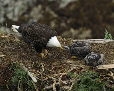 Eagle, Bald, Female feeding Eaglets Fish-071707-Summer Bay, Unalaska Island, AK-#0499.jpg