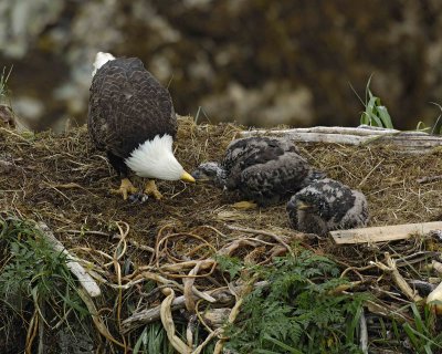 Eagle, Bald, Female feeding Eaglets Fish-071707-Summer Bay, Unalaska Island, AK-#0502.jpg