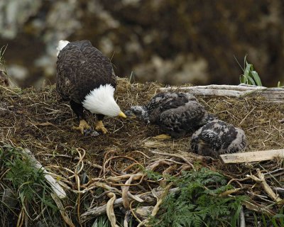 Eagle, Bald, Female feeding Eaglets Fish-071707-Summer Bay, Unalaska Island, AK-#0504.jpg
