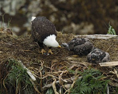 Eagle, Bald, Female feeding Eaglets Fish-071707-Summer Bay, Unalaska Island, AK-#0508.jpg