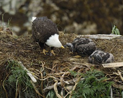 Eagle, Bald, Female feeding Eaglets Fish-071707-Summer Bay, Unalaska Island, AK-#0515.jpg