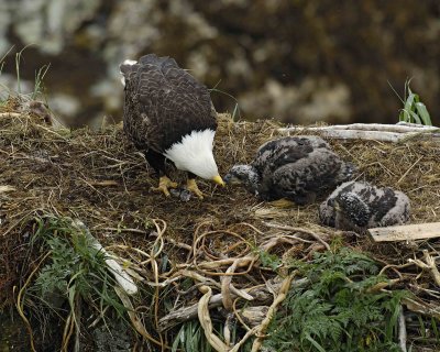 Eagle, Bald, Female feeding Eaglets Fish-071707-Summer Bay, Unalaska Island, AK-#0519.jpg