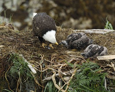 Eagle, Bald, Female feeding Eaglets Fish-071707-Summer Bay, Unalaska Island, AK-#0523.jpg