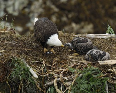 Eagle, Bald, Female feeding Eaglets Fish-071707-Summer Bay, Unalaska Island, AK-#0533.jpg