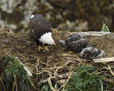 Eagle, Bald, Female feeding Eaglets Fish-071707-Summer Bay, Unalaska Island, AK-#0540.jpg