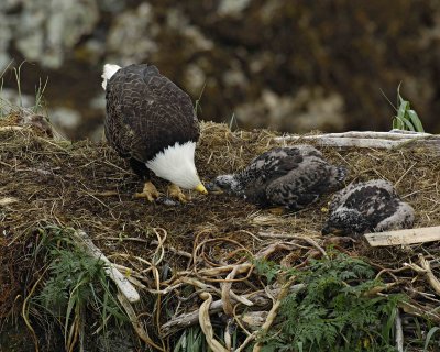 Eagle, Bald, Female feeding Eaglets Fish-071707-Summer Bay, Unalaska Island, AK-#0562.jpg
