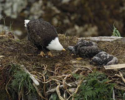 Eagle, Bald, Female feeding Eaglets Fish-071707-Summer Bay, Unalaska Island, AK-#0571.jpg
