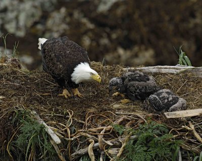 Eagle, Bald, Female feeding Eaglets Fish-071707-Summer Bay, Unalaska Island, AK-#0579.jpg