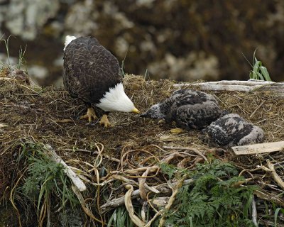 Eagle, Bald, Female feeding Eaglets Fish-071707-Summer Bay, Unalaska Island, AK-#0580.jpg