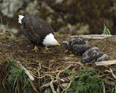 Eagle, Bald, Female feeding Eaglets Fish-071707-Summer Bay, Unalaska Island, AK-#0589.jpg