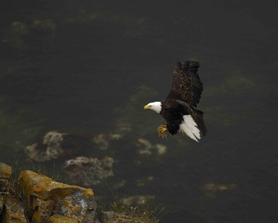 Eagle, Bald, Female flying into nest, w moss-071507-Summer Bay, Unalaska Island, AK-#1518.jpg