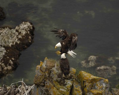 Eagle, Bald, Female flying into nest, w moss-071507-Summer Bay, Unalaska Island, AK-#1520.jpg