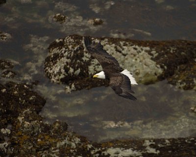Eagle, Bald, Female flying into nest-071507-Summer Bay, Unalaska Island, AK-#1516.jpg