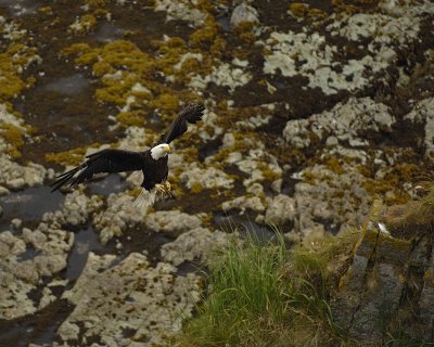 Eagle, Bald, Female flying to nest with grass-071607-Summer Bay, Unalaska Island, AK-#1184.jpg