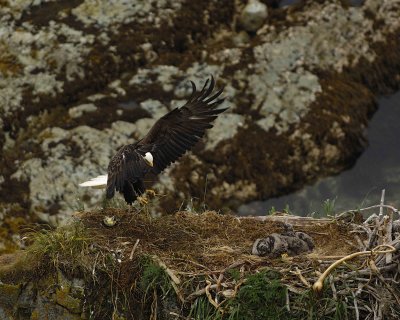 Eagle, Bald, Female flying to nest with grass-071607-Summer Bay, Unalaska Island, AK-#1186.jpg
