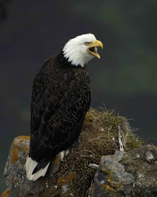 Eagle, Bald, Female near Nest, screeching-071507-Summer Bay, Unalaska Island, AK-#1032.jpg