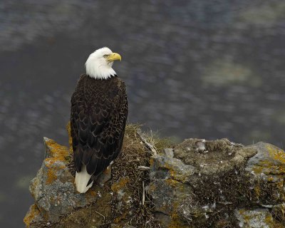 Eagle, Bald, Female near Nest-071507-Summer Bay, Unalaska Island, AK-#0949.jpg