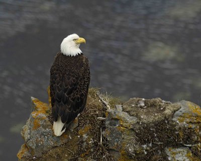 Eagle, Bald, Female near Nest-071507-Summer Bay, Unalaska Island, AK-#0950.jpg