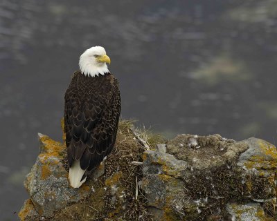 Eagle, Bald, Female near Nest-071507-Summer Bay, Unalaska Island, AK-#0962.jpg