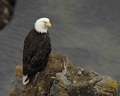 Eagle, Bald, Female near Nest-071507-Summer Bay, Unalaska Island, AK-#0977.jpg