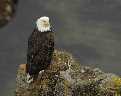 Eagle, Bald, Female near Nest-071507-Summer Bay, Unalaska Island, AK-#1003.jpg