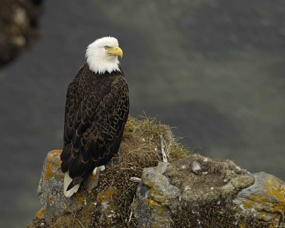 Eagle, Bald, Female near Nest-071507-Summer Bay, Unalaska Island, AK-#1005.jpg