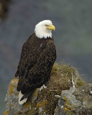 Eagle, Bald, Female near Nest-071507-Summer Bay, Unalaska Island, AK-#1054.jpg