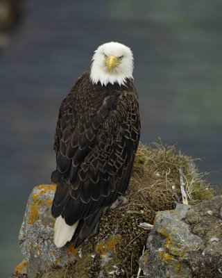 Eagle, Bald, Female near Nest-071507-Summer Bay, Unalaska Island, AK-#1056.jpg