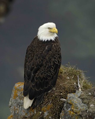 Eagle, Bald, Female near Nest-071507-Summer Bay, Unalaska Island, AK-#1072.jpg