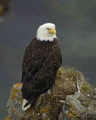 Eagle, Bald, Female near Nest-071507-Summer Bay, Unalaska Island, AK-#1091.jpg