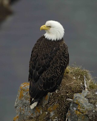 Eagle, Bald, Female near Nest-071507-Summer Bay, Unalaska Island, AK-#1106.jpg