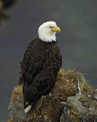 Eagle, Bald, Female near Nest-071507-Summer Bay, Unalaska Island, AK-#1110.jpg