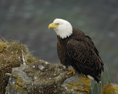 Eagle, Bald, Female near Nest-071507-Summer Bay, Unalaska Island, AK-#1351.jpg