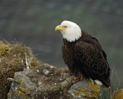 Eagle, Bald, Female near Nest-071507-Summer Bay, Unalaska Island, AK-#1352.jpg