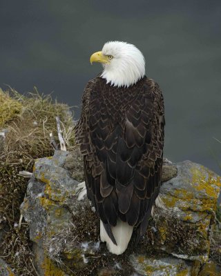 Eagle, Bald, Female near Nest-071507-Summer Bay, Unalaska Island, AK-#1382.jpg