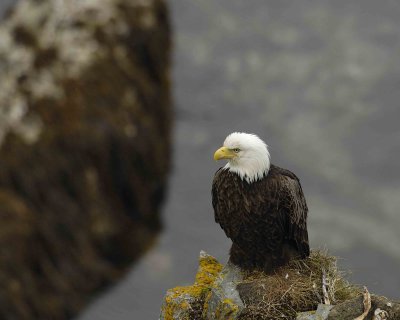 Eagle, Bald, Female near Nest-071607-Summer Bay, Unalaska Island, AK-#0530.jpg