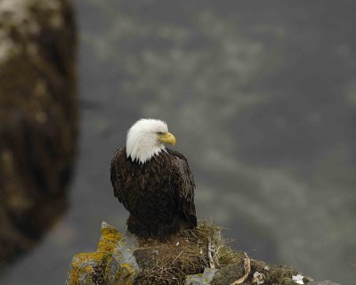 Eagle, Bald, Female near Nest-071607-Summer Bay, Unalaska Island, AK-#0535.jpg